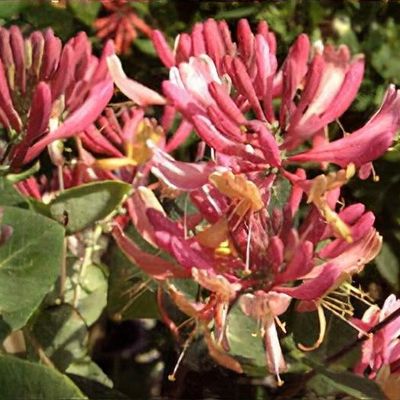 Lonicera crassifolia - Creeping Honeysuckle (3.5 Pot) | Little Prince To Go
