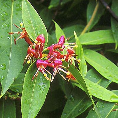 Lonicera henryi - Shoot
