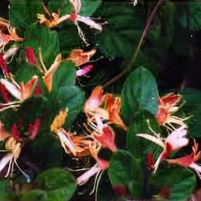 Lonicera acuminata 'Marinella' - Shoot
