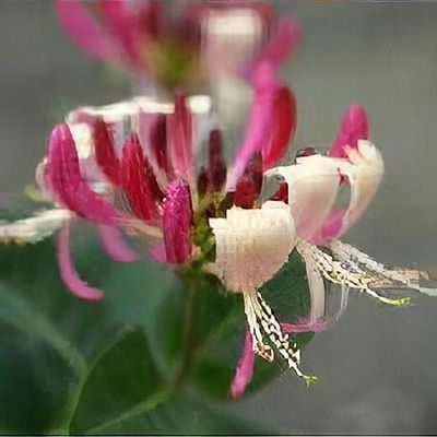Lonicera ligustrina var. yunnanensis 'Purple Storm' (Garden Clouds Series)  - Shoot