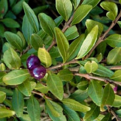 Lonicera similis var. delavayi - Shoot