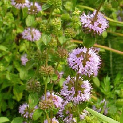 Mentha rotundifolia 'Variegata' - Shoot