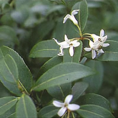 Osmanthus x burkwoodii
