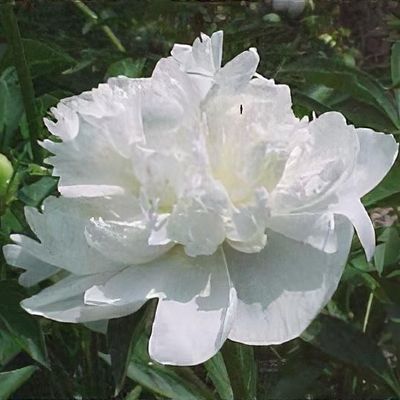 Paeonia lactiflora 'Amalia Olson' - Shoot