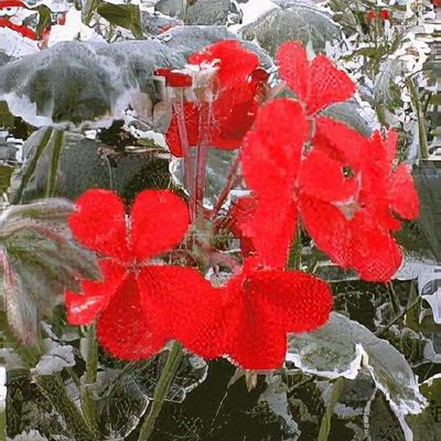 Flower Of Spring Pelargon