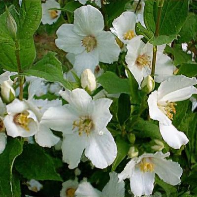 Philadelphus 'Belle Etoile' - Shoot