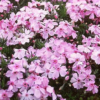 Phlox x procumbens 'Variegata' - Shoot