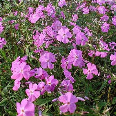Phlox x procumbens 'Variegata' - Shoot