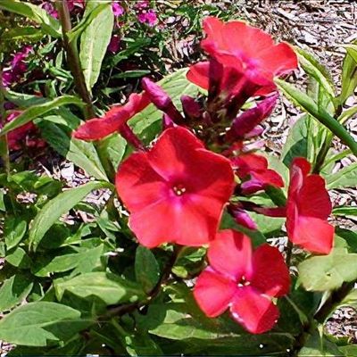Phlox paniculata 'Amethyst' - Shoot