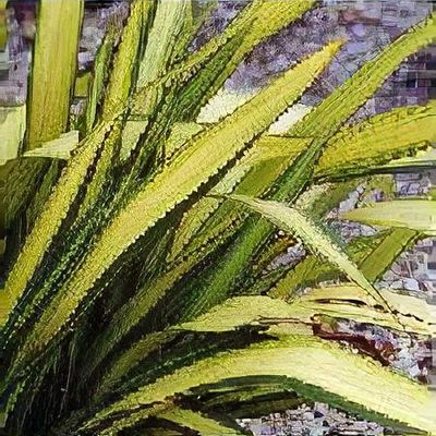Phormium 'Yellow Wave'