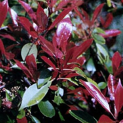 Photinia x fraseri 'Red Robin'