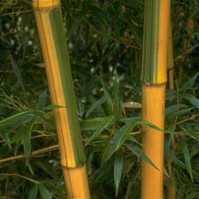 Phyllostachys vivax 'Aureocaulis' - Shoot