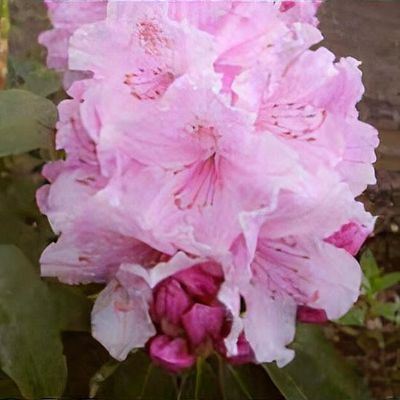 rhododendron graziella pflege Rhododendron 'Graziella' Purpurrosa kaufen