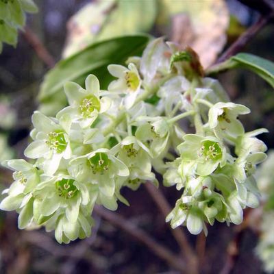 Ribes laurifolium