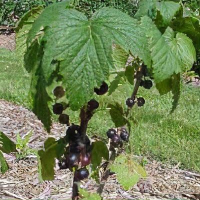 Ribes nigrum 'Ben Sarek'