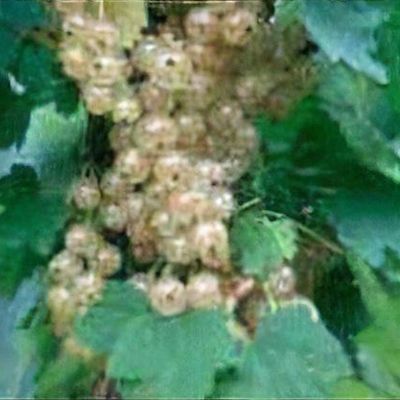 Ribes rubrum 'White Grape'