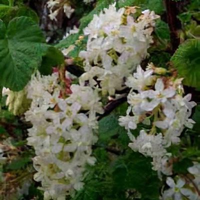 Ribes sanguineum 'White Icicle'