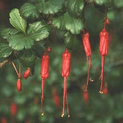 Ribes speciosum