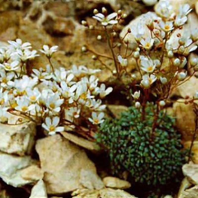 Saxifraga 'Peter Pan' - Shoot