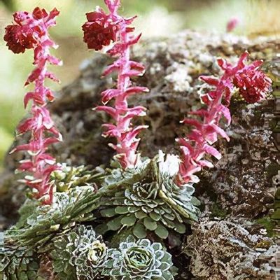 busy lizzie plant Busy Lizzie 'Glimmer Double' Plant Collection