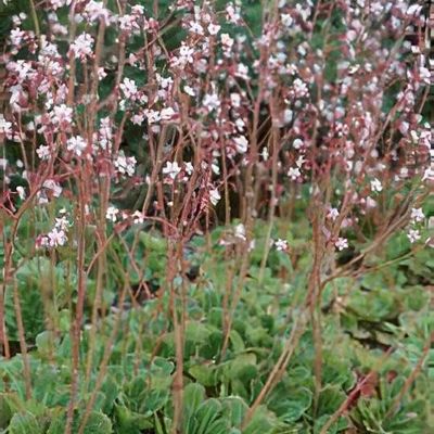 Saxifraga (London Pride Group) 'Clarence Elliott' (umbrosa) - Shoot