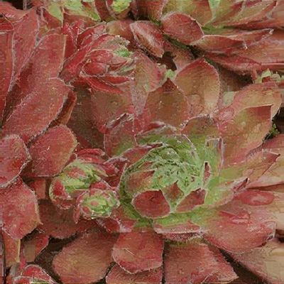 Sempervivum 'Aldo Moro' - Shoot