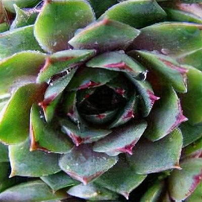 Sempervivum 'Aldo Moro' - Shoot