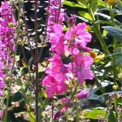 climber rose plant Aloha