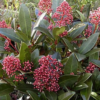 buy jade plants Buy Jade Plant Sapling (1pc) | Only Rs.69/-