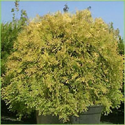 Thuja occidentalis 'Anniek' - Shoot