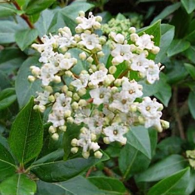 stephanotis plant Stephanotis floribunda 'Variegata'  The Madd Potter