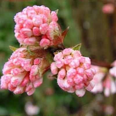 laurel the plant Prunus l. Schipkaensis 10gal English Skip Laurel  Cornell Farm