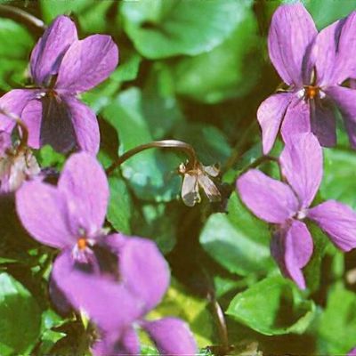 Viola odorata 'Wellsiana'