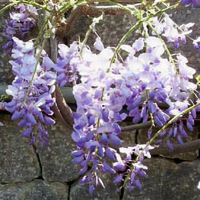 Texas Purple Japanese Wisteria - Plants4Home
