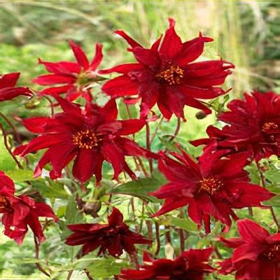 Dahlia 'Ragged Robin' - Shoot