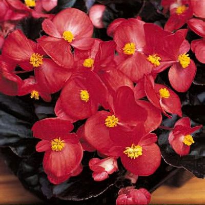 Begonia 'Devil Dark Leaf Red' - Shoot