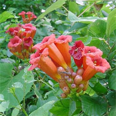Campsis radicans - Shoot