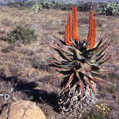 Aloe ferox - Shoot