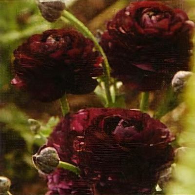 Ballet slipper ranunculus outlet