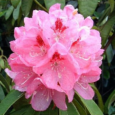Rhododendron 'Lady Eleanor Cathcart' - Shoot