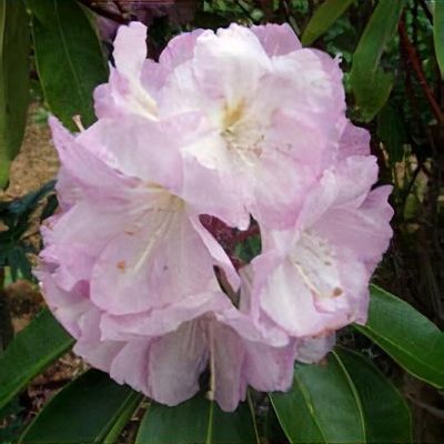 Rhododendron 'Lavender Girl' - Shoot
