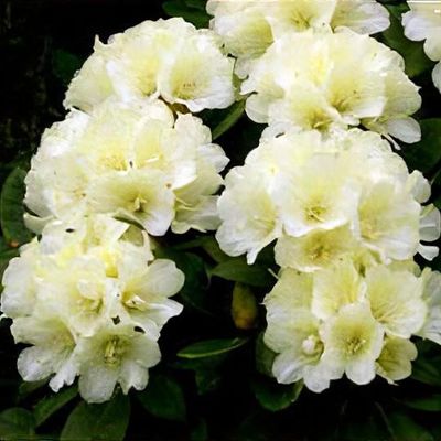 Rhododendron 'Lemon Dream' - Shoot