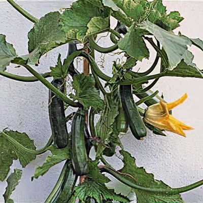 Cucurbita pepo 'Black Forest'