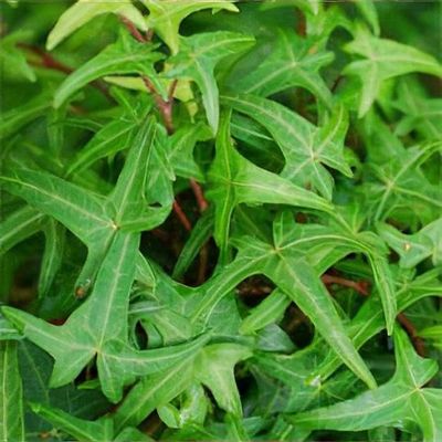 Hedera helix 'Sagittifolia' - Shoot