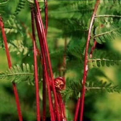 Athyrium filix-femina subsp. angustum f. rubellum 'Lady in Red'