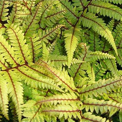 Athyrium vidalii