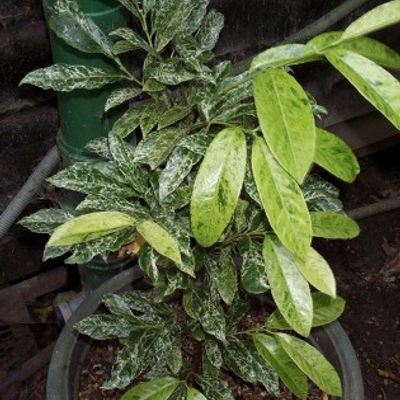 Prunus laurocerasus 'Marbled White' - Shoot