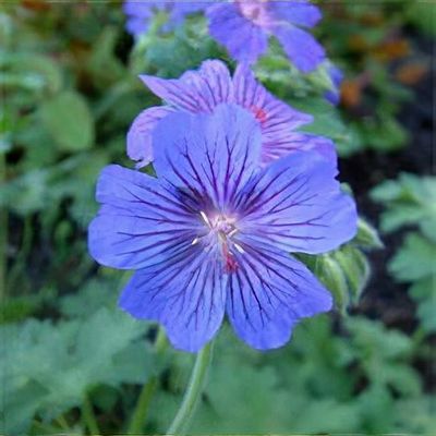 Geranium 'Sabani Blue'
