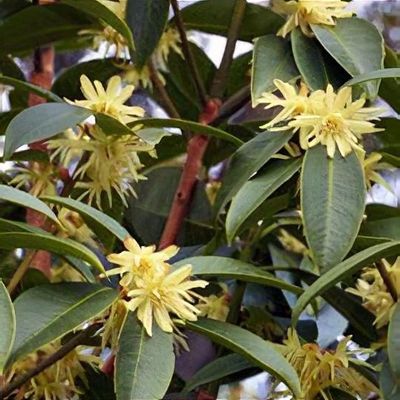 Illicium verum - Shoot