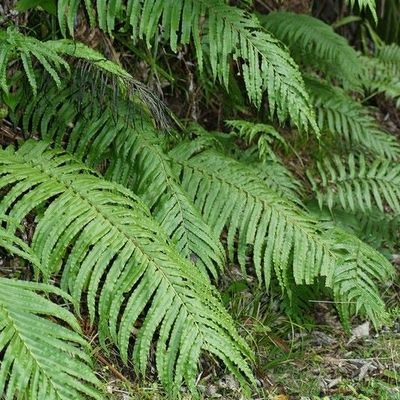 Blechnum novae-zelandiae